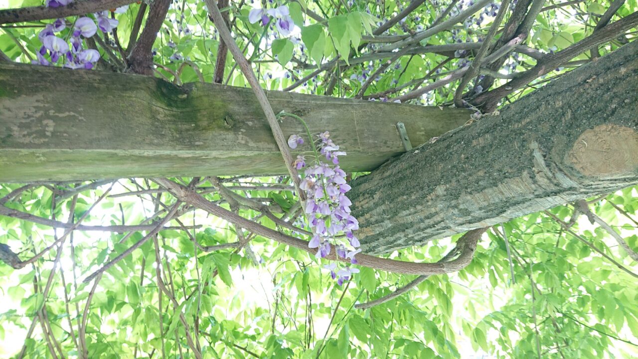 岩手公園藤の花