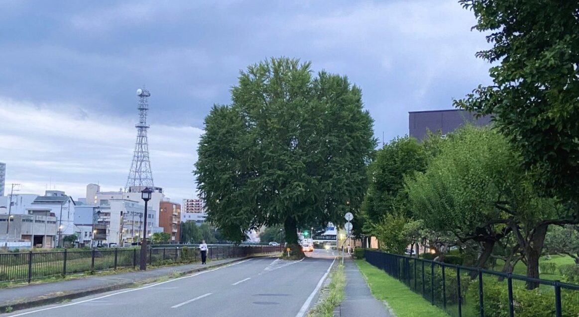 道路を分断するようにあるイチョウの大木