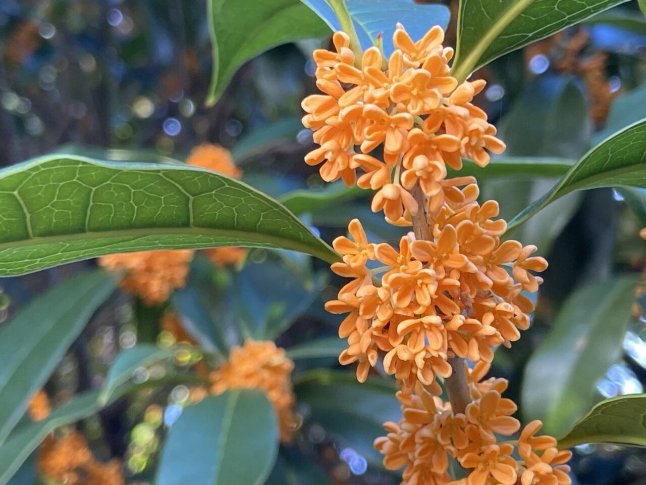 満開のキンモクセイの花