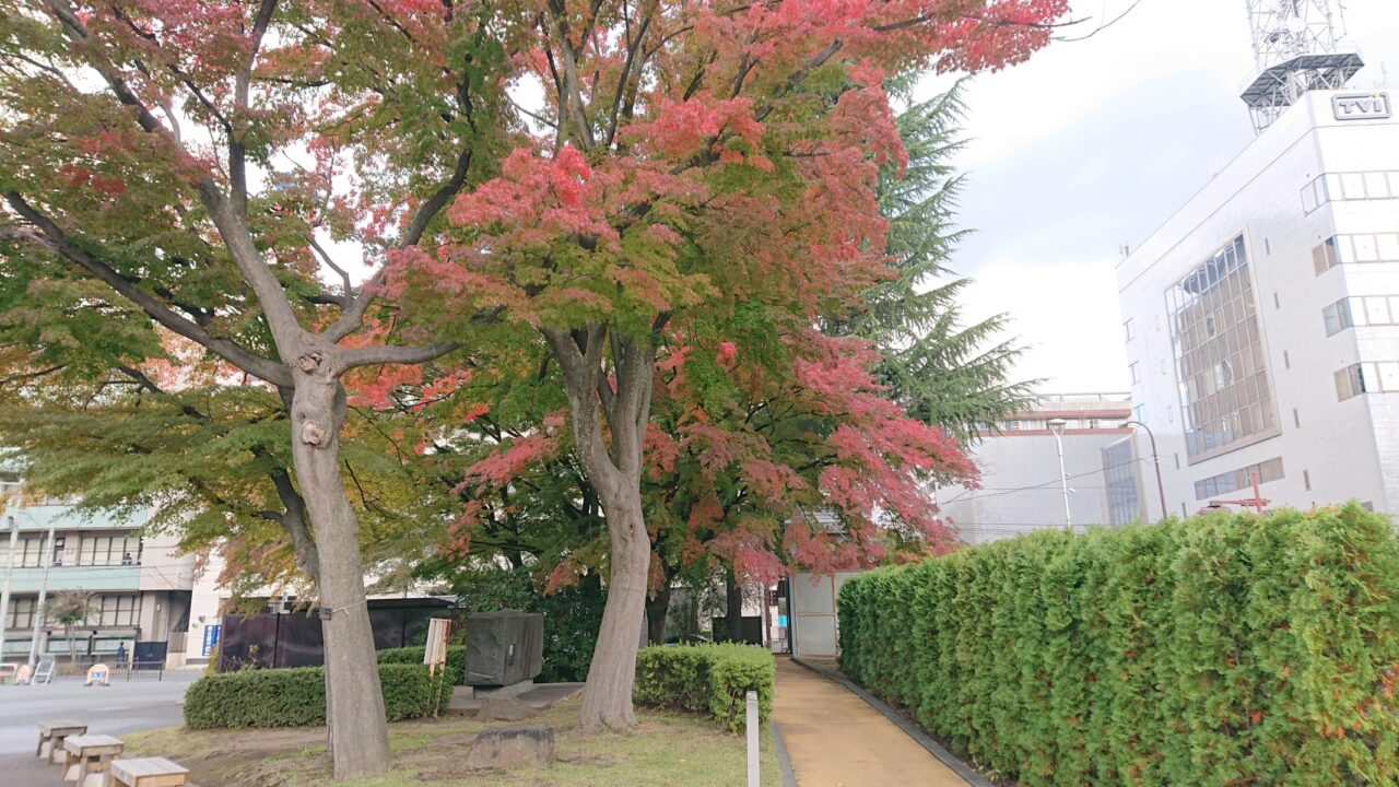 もりおか歴史文化館前のモミジ紅葉状況(20251028)