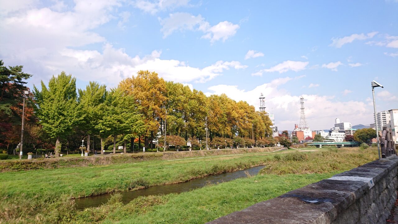 ビクトリアロード沿いに並ぶユリノキも色づいている(20251028)