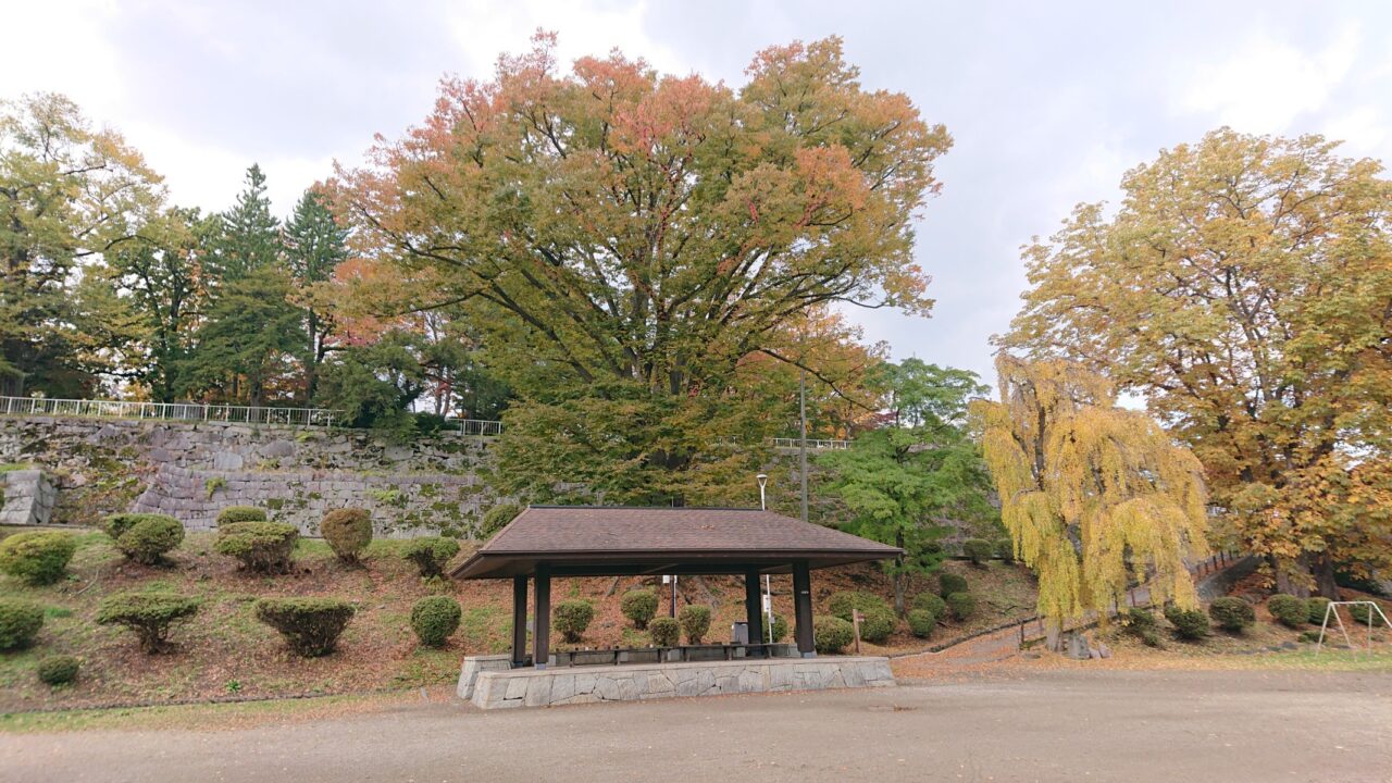 四阿の後ろに見えるケヤキの色づいた様子(20251028)