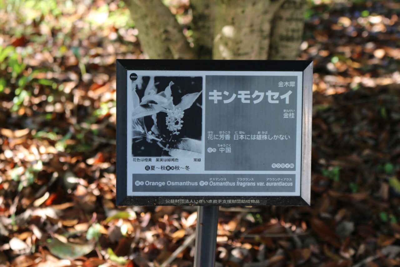 キンモクセイの看板
