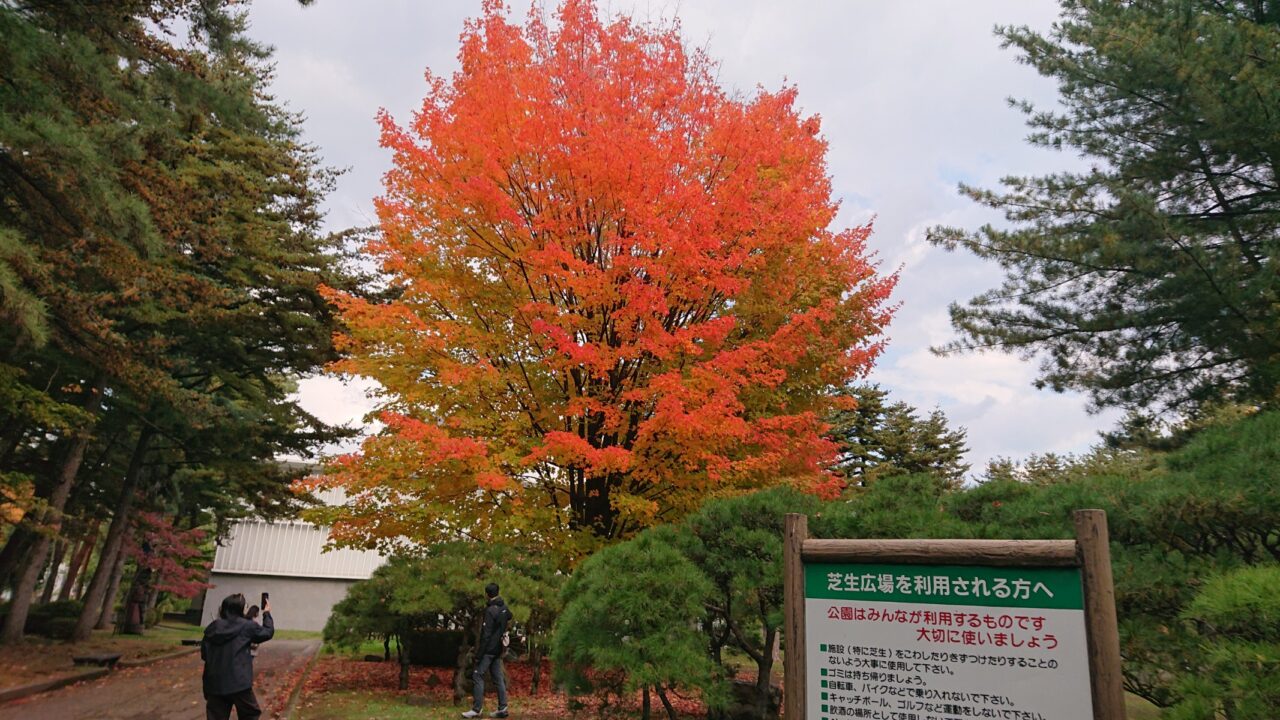 芝生広場にあるサトウカエデの様子(20251028)