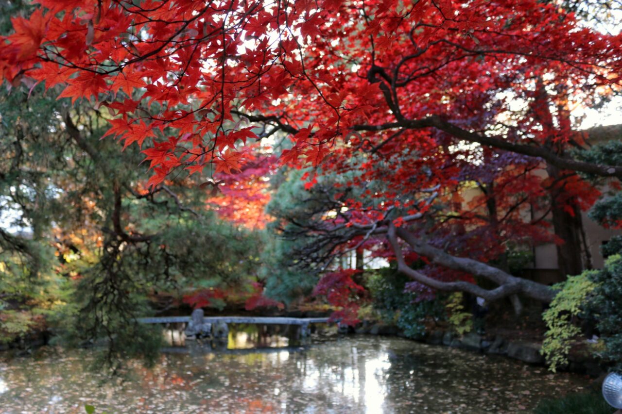 南昌荘の紅葉2024