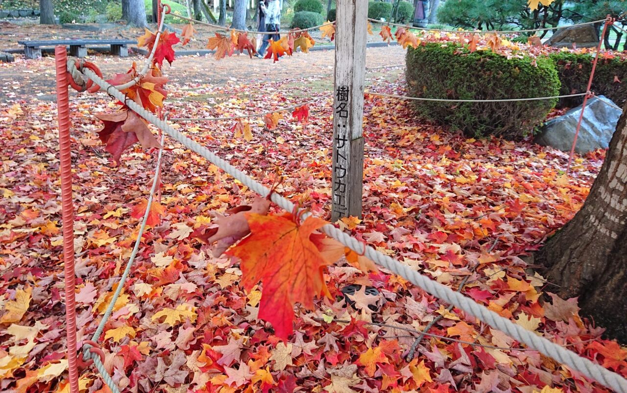 サトウカエデの木を囲むロープに結び付けられている落ち葉
