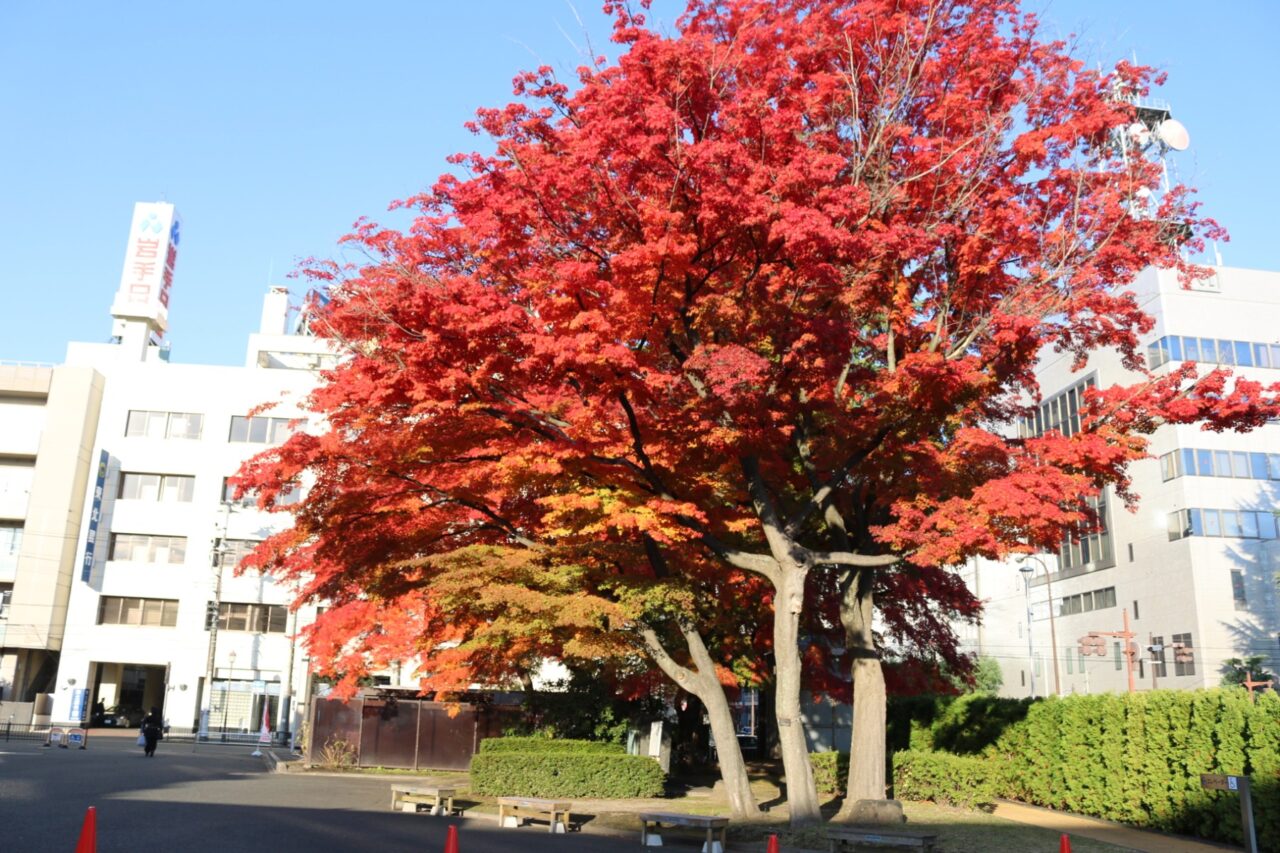 見ごろを迎えたもりおか歴史文化館のモミジ