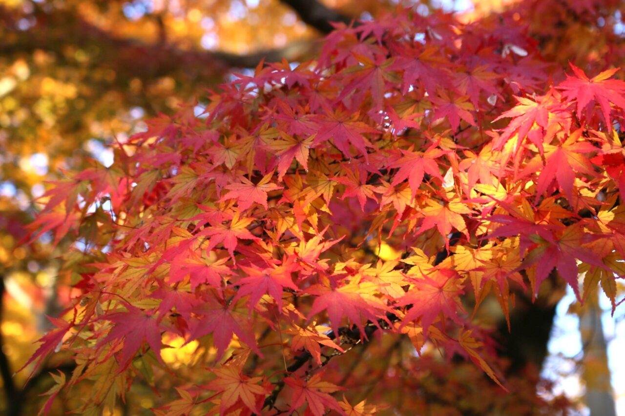 グラデーションが美しい盛岡城跡公園の紅葉2025