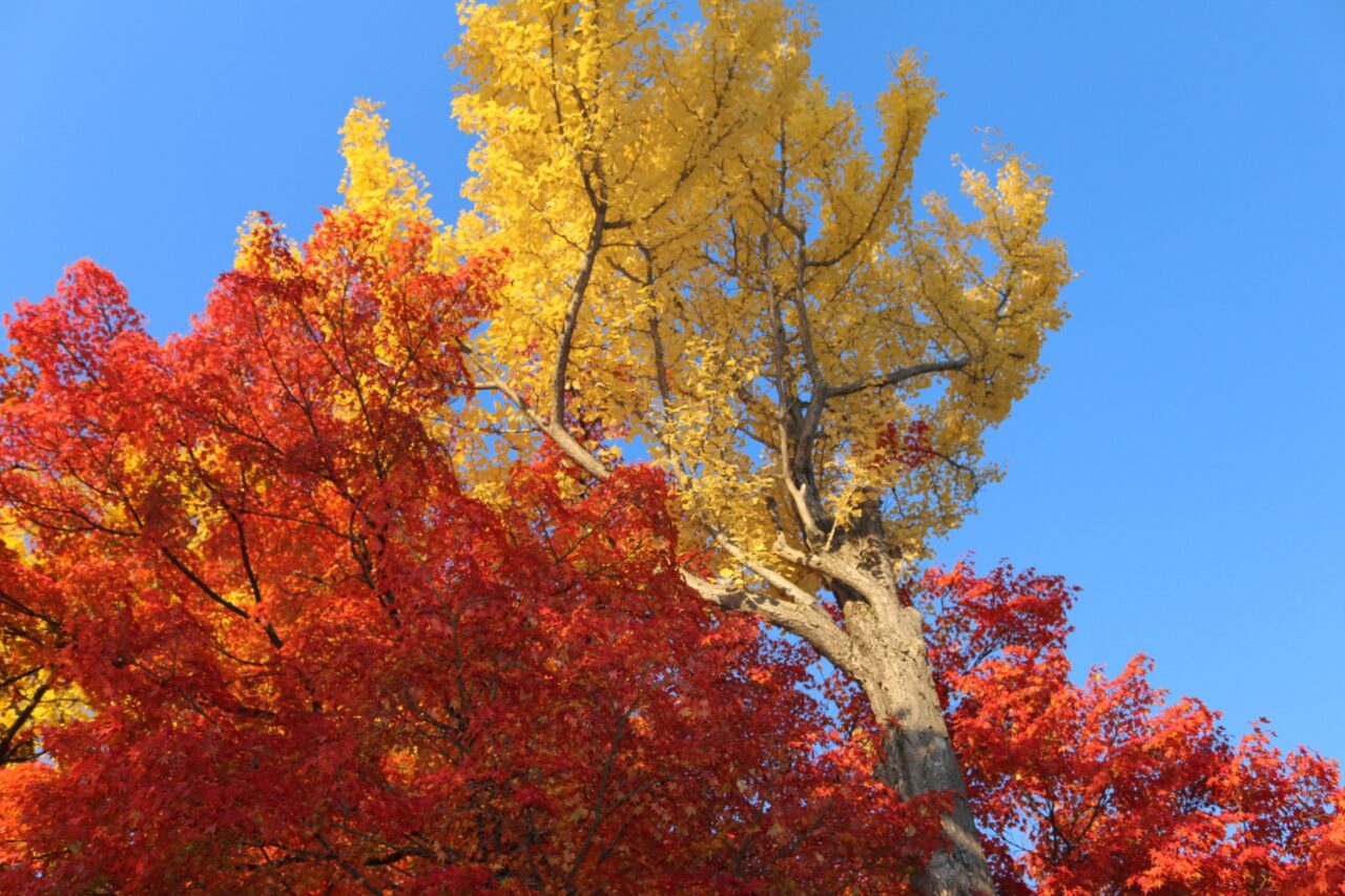 赤と黄色の紅葉のコントラストが美しい盛岡城跡公園の紅葉