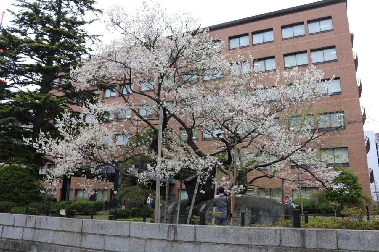 内丸にある石割桜2604