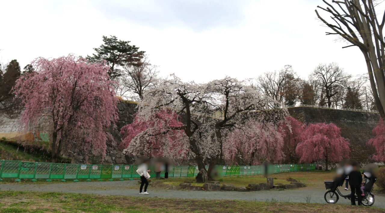 教育会館側から見た盛岡城跡公園の桜の様子2604