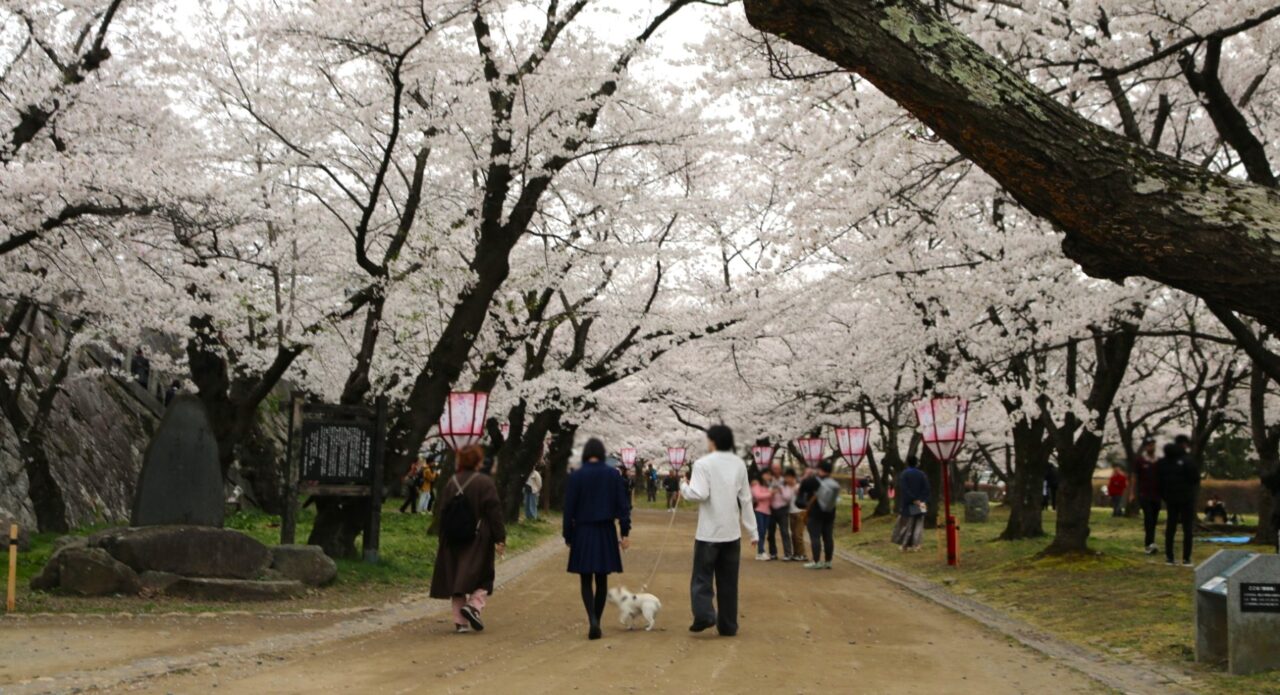 見ごろを迎えた盛岡城跡公園の桜日中の様子2604