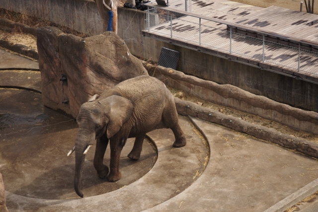 動物園にいるゾウのイメージ