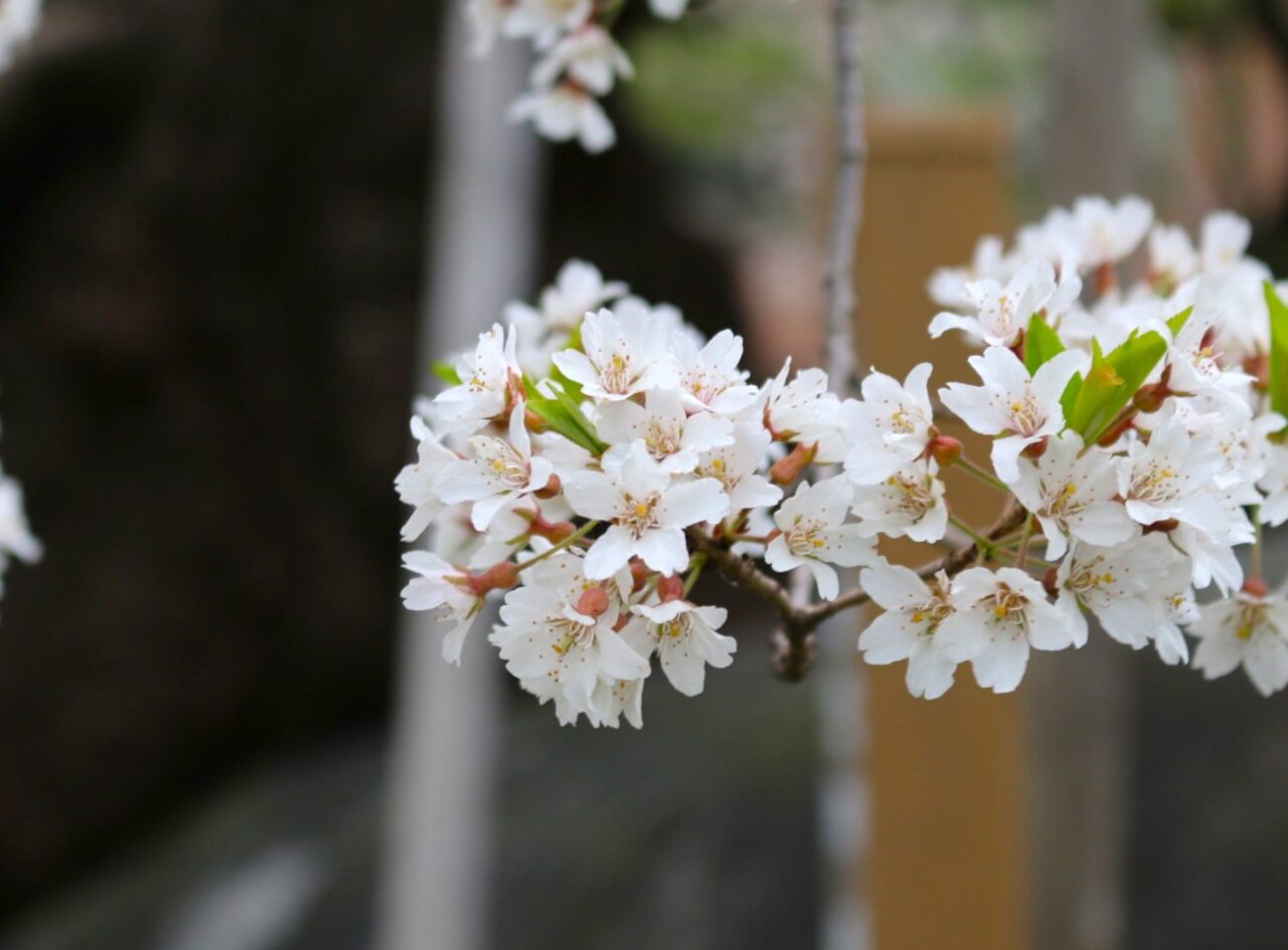 天然記念物の石割桜は花弁の先に浅い切れ込みが入っている
