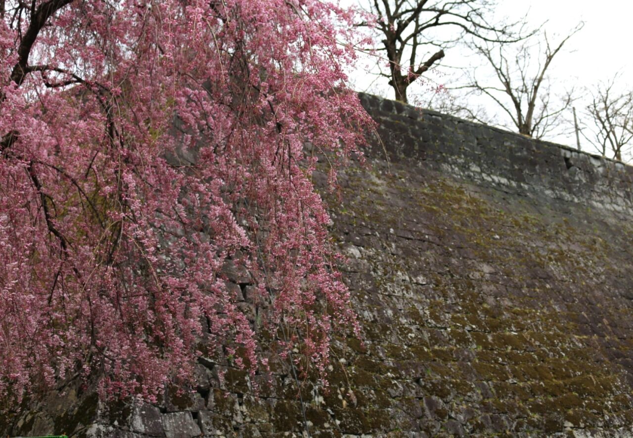 石垣に映える枝垂桜2604