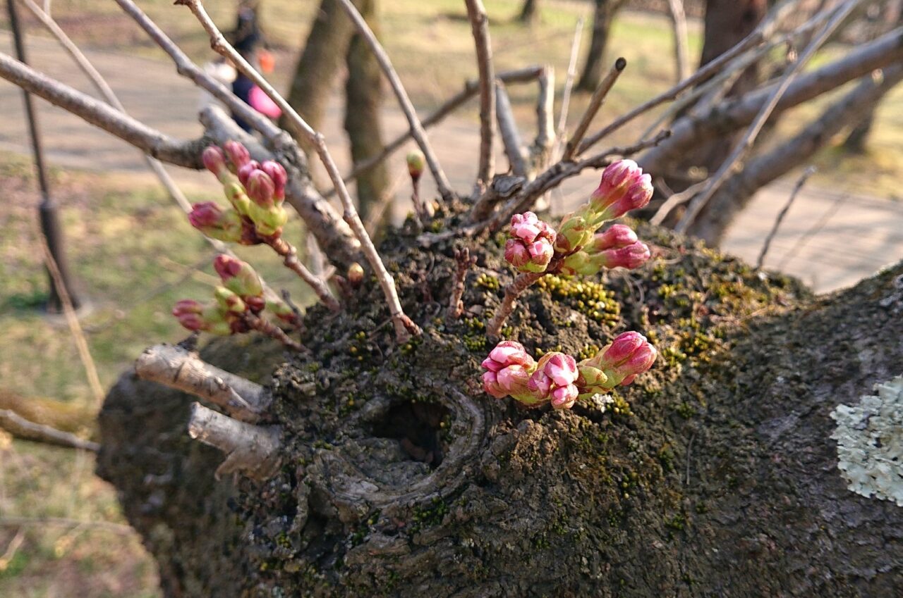 盛岡城跡公園のさくらは開花間近2026