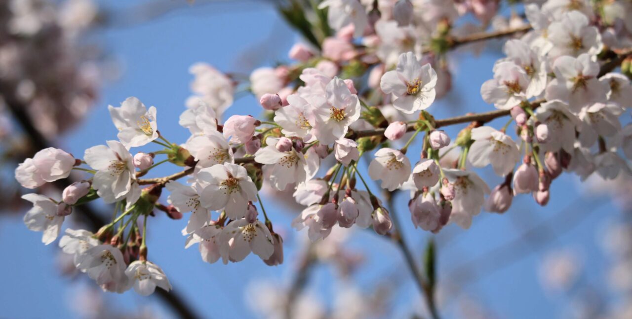 青空に映える盛岡城跡公園の桜