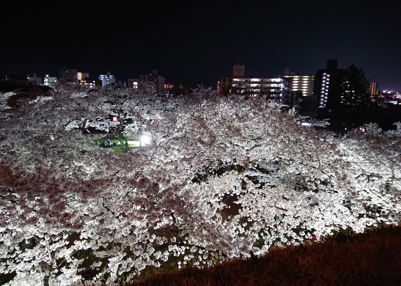 本丸より上から見るスポットライトを浴びた夜桜