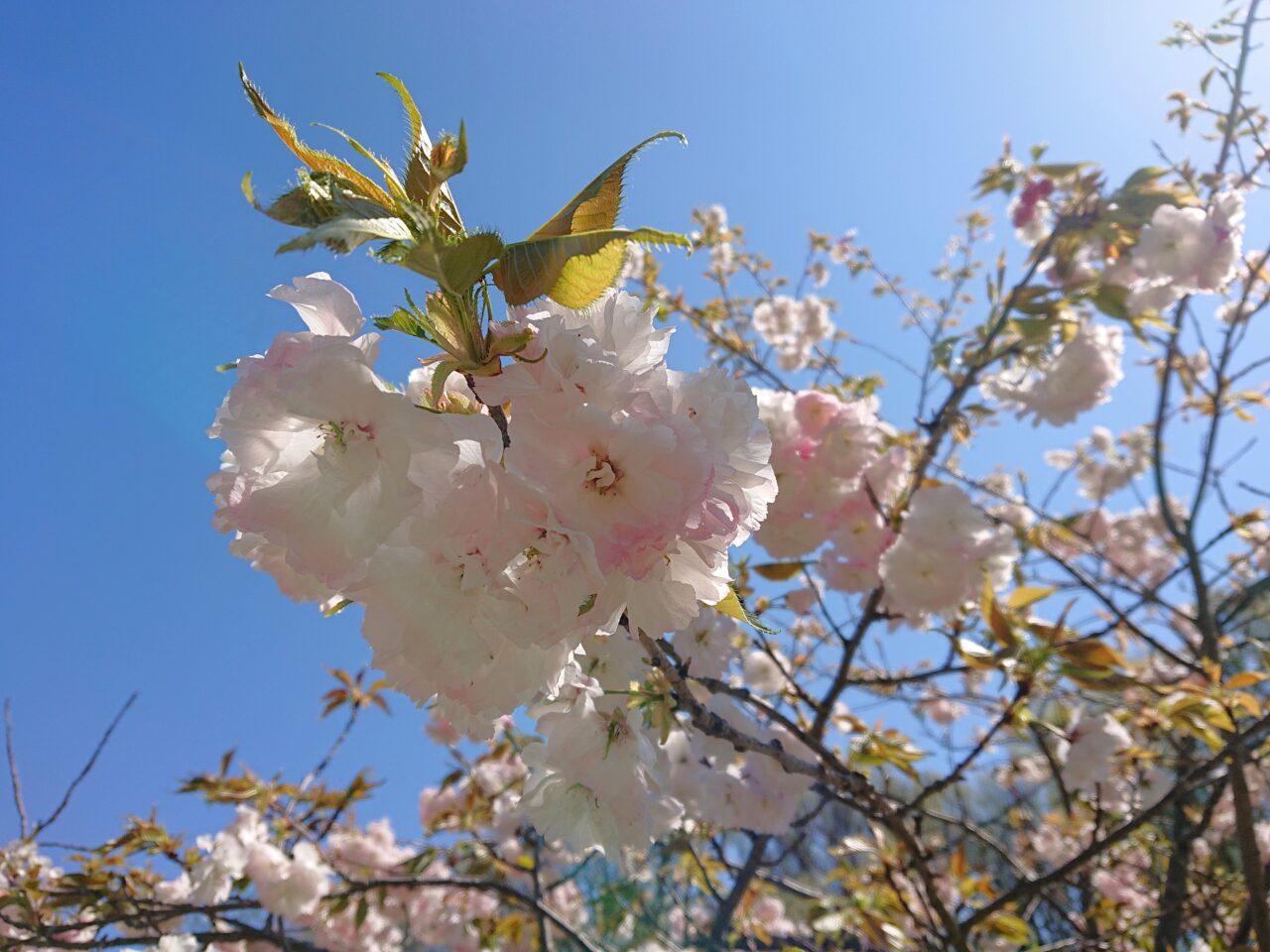 八重咲の桜