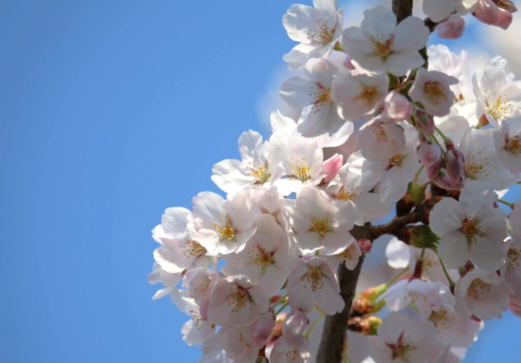 岩手公園の桜（2025年に撮影）