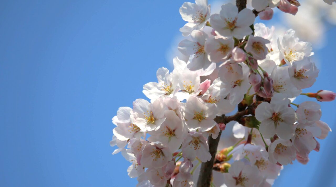 岩手公園の桜（2025年に撮影）