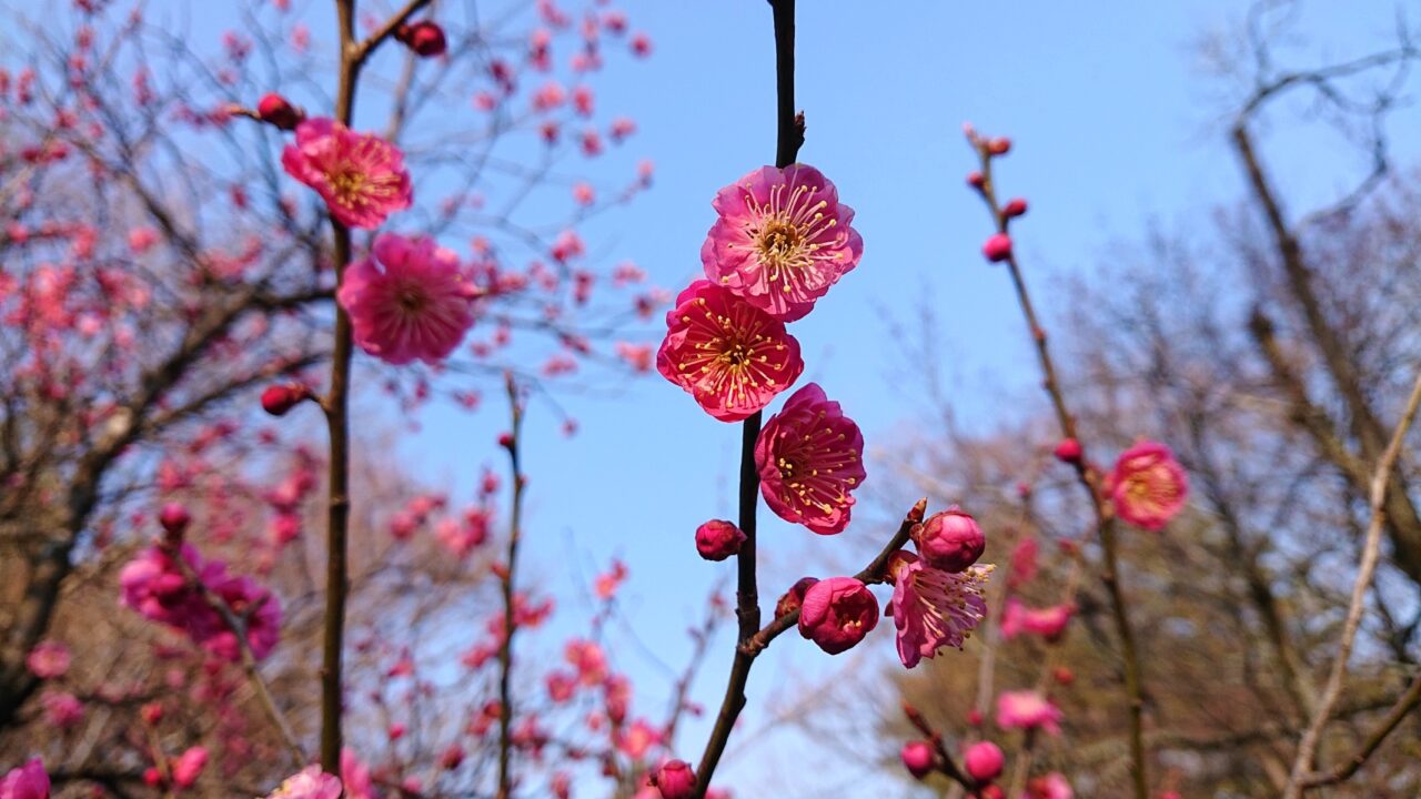 岩手公園の梅の花は一足先に開花していた202604