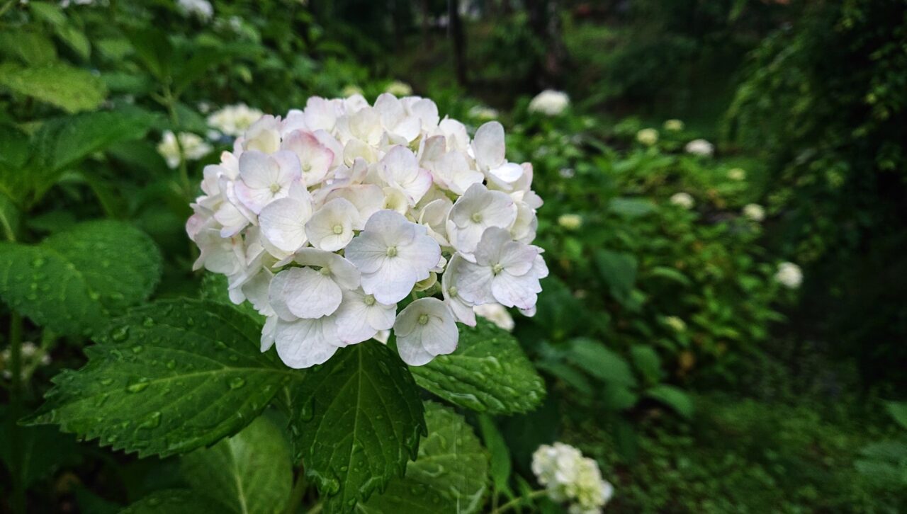 あじさいも少しずつ開花し始めた6月中旬　盛岡城跡公園26