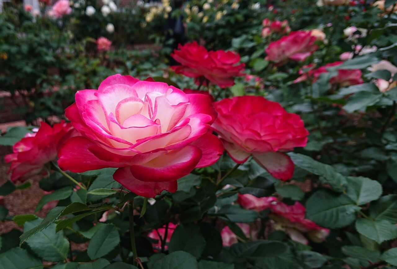 華やかに咲くフチが赤いバラ2605