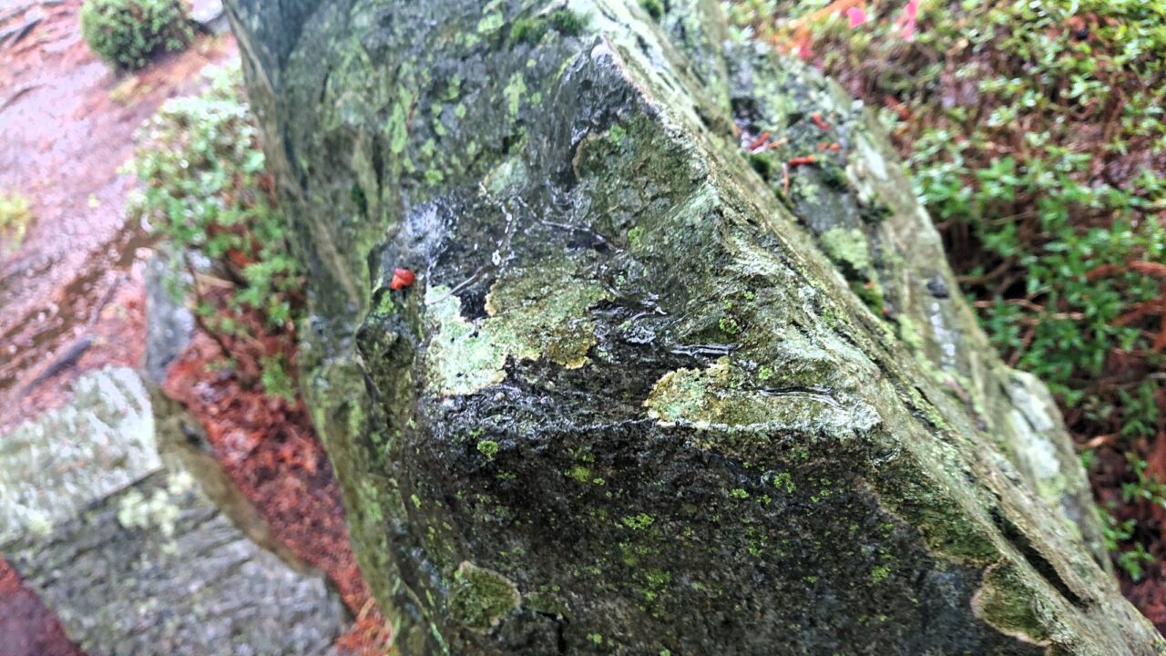 盛岡城跡公園　雨に濡れた岩肌26