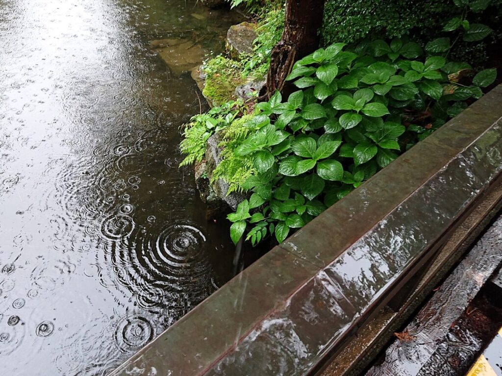 6月梅雨入りの盛岡城跡公園　アジサイの葉26