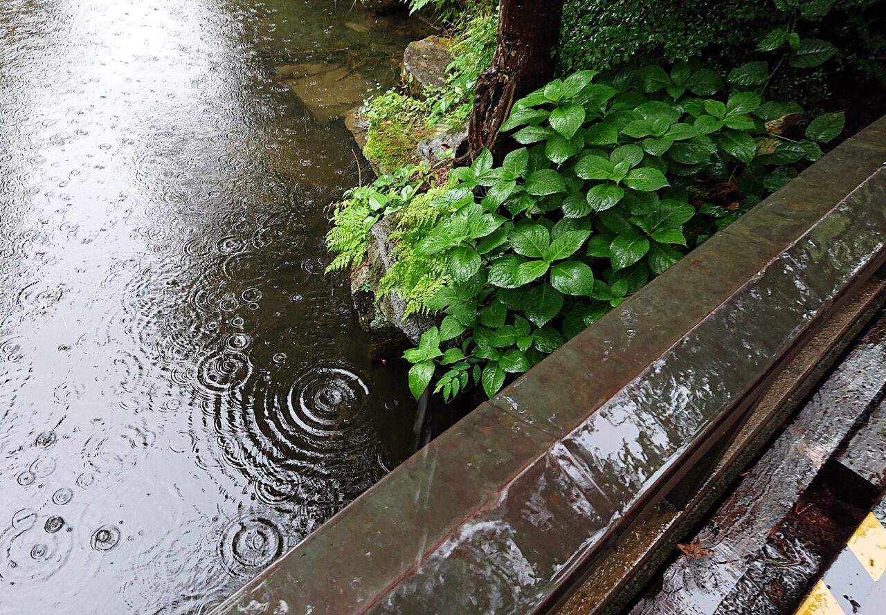 6月梅雨入りの盛岡城跡公園　アジサイの葉26