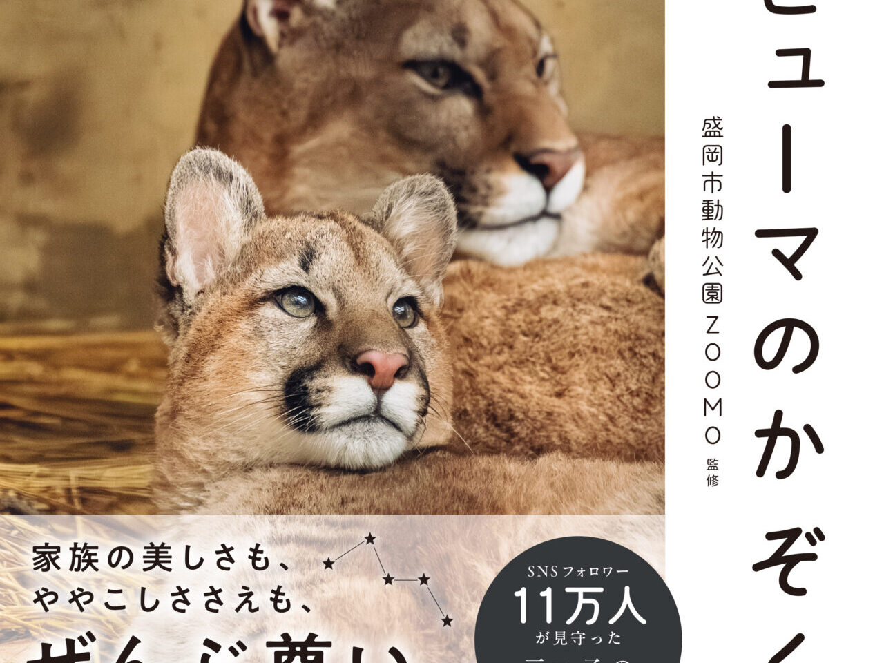 ピューマのかぞく表紙　プレスリリースより