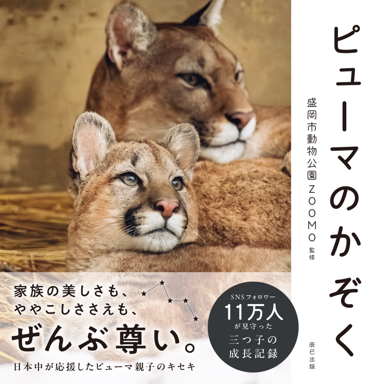 ピューマのかぞく表紙 プレスリリースより