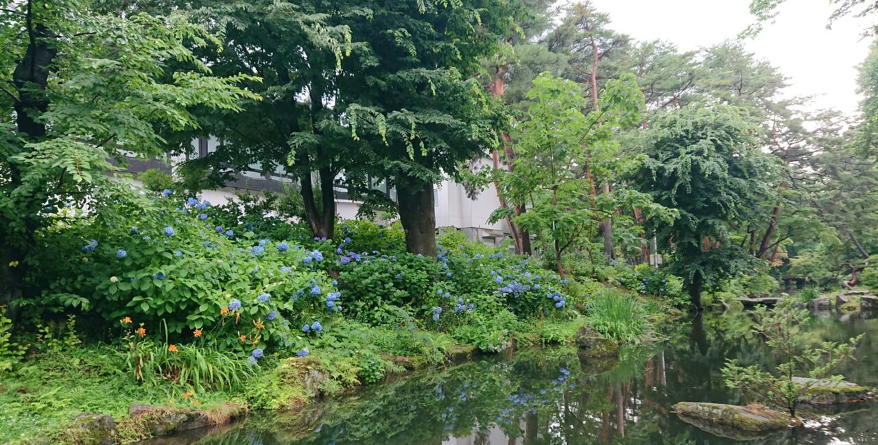 【2026年】盛岡城跡公園の紫陽花