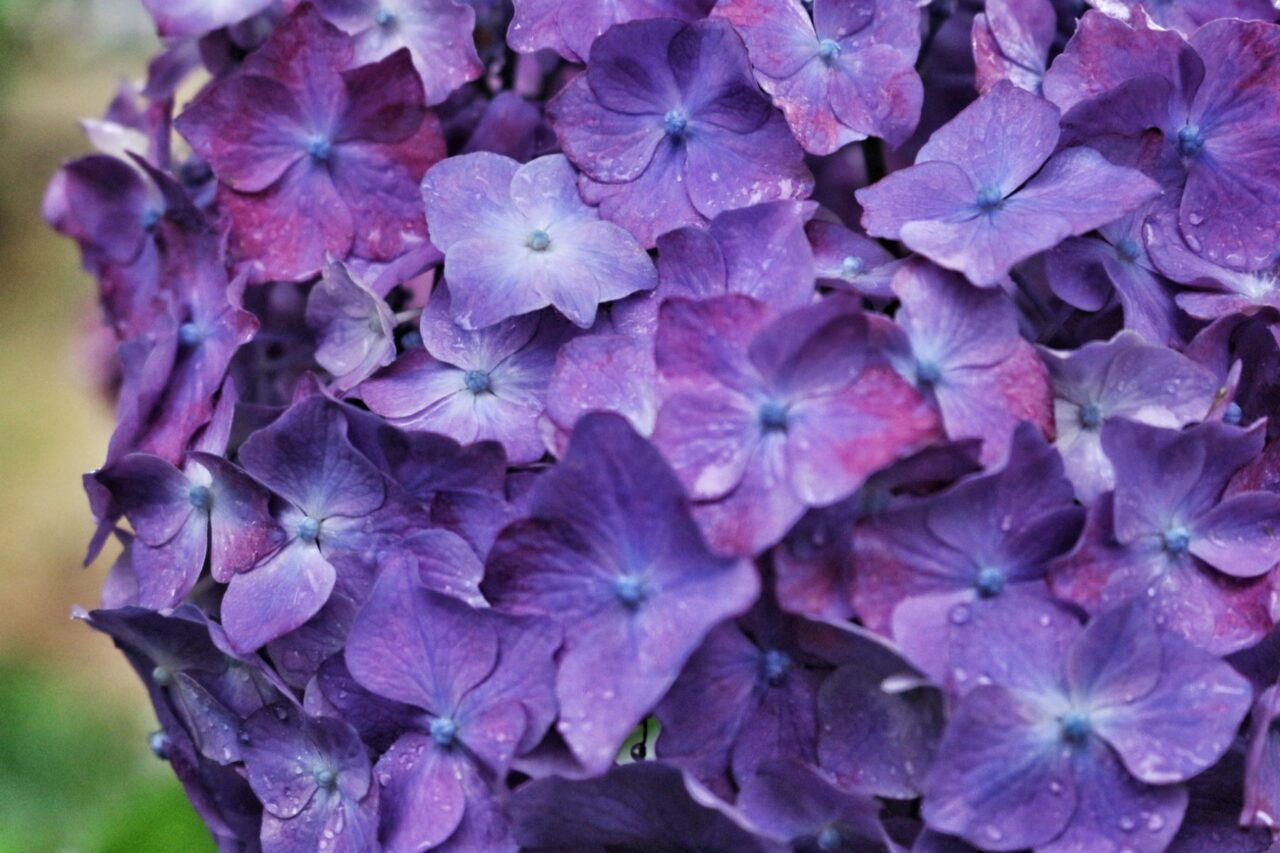 【2026年】梅雨時期の紫陽花アップ