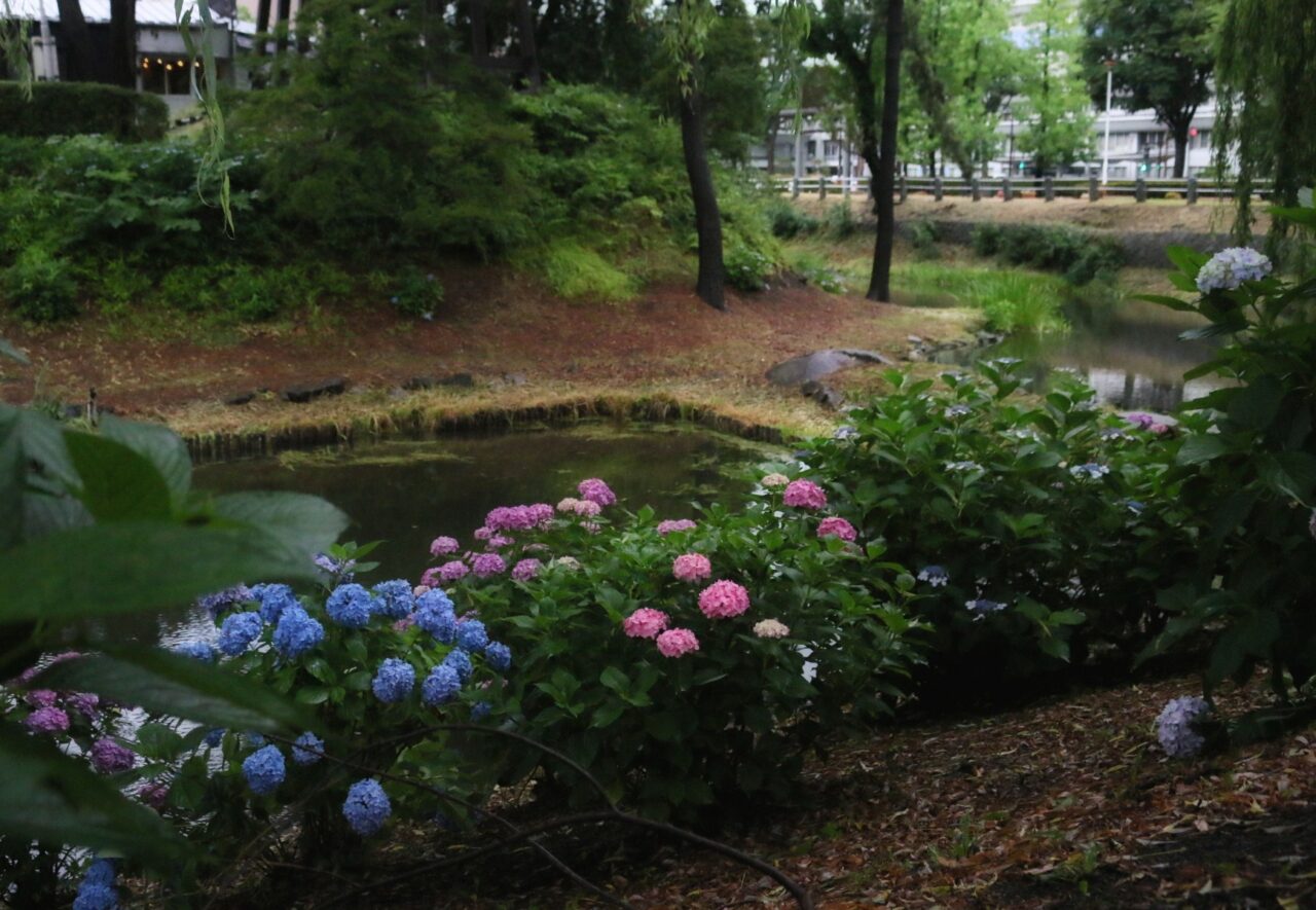 【2026年】内丸の池の周りに咲く紫陽花