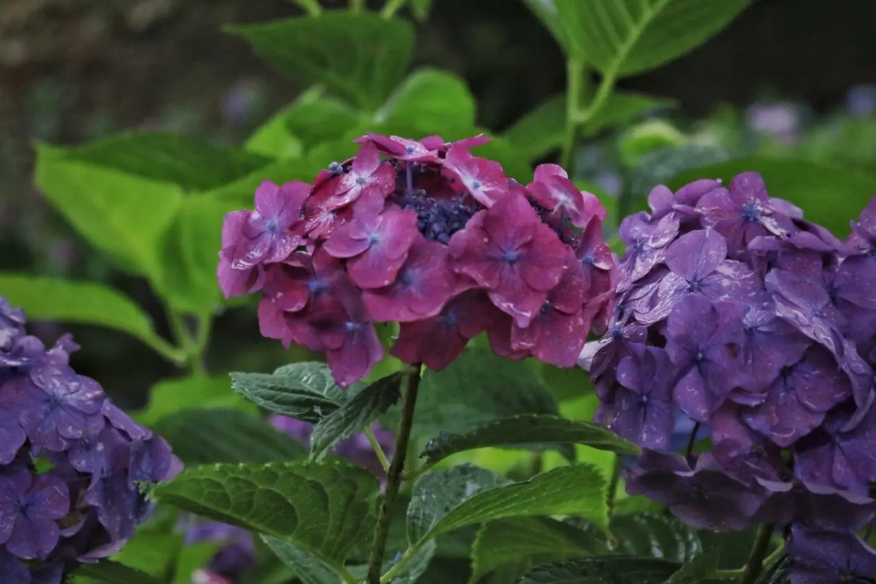 【2026年】雨を受けていきいきとしている紫陽花